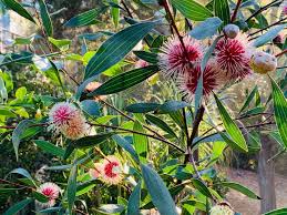 Image result for Hakea laurina