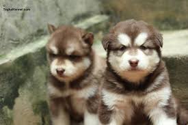 Explore 27 listings for alaskan malamute puppies for sale uk at best prices. Alaskan Malamute Puppies For Sale Puppies For Sale Dogs For Sale Dog Breeders Dog Kennel Kitten For Sale Cat For Sale