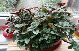 Image result for foto moud Forsterův