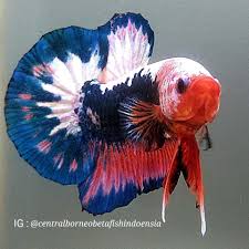 Ikan cupang aduan bertarung (mds vs cupang thailand) (adu … ikan cupang, harga dan jenis yang ada di indonesia. Petszonia Petszonia Twitter