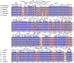 Image result for Leersia tisserantii