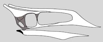 Image result for Sinopteridaceae