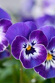 What Your Birth Flower Says About Your Personality Birth Flowers February Birth Flowers Pansies Flowers