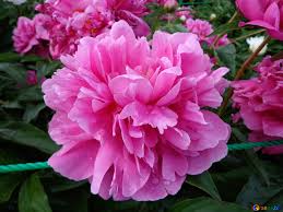 Bilder 42 photos · curated by socke fuss. Blumen Pfingstrosen Bild Rosa Pfingstrose Bilder Dorf 46690 Torange Biz