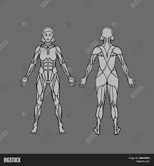 Human muscle system, the muscles of the human body that work the skeletal system, that are under voluntary control, and that are concerned with movement, posture, and balance. Anatomy Female Vector Photo Free Trial Bigstock