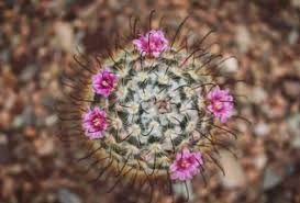 Anyhow, i just found out how to trigger a new blooming in. How To Get Succulents And Cacti To Bloom Succulent Plant Care