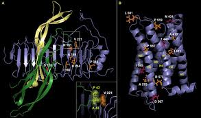 Burien, waseattle, watukwila, waanaheim, ca. Mutations And Polymorphisms In Fsh Receptor Functional Implications In Human Reproduction In Reproduction Volume 146 Issue 6 2013