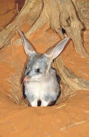 It S A Bunny It S A Mole It S A Bilby Australian Animals Australian Native Animals Australia Animals