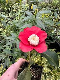 Image result for Camellia japonica