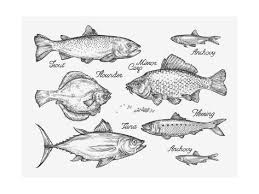 Art Print Hand Drawn Fish Sketch Trout Carp Tuna Herring Flounder Anchovy Vector Illustration By Ava Bitter 24x1 Fish Sketch Drawn Fish Fish Drawings