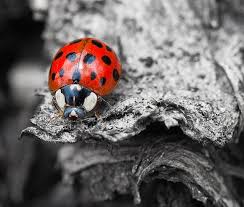 Black And White Photography Ladybug Black N White Background Lady Bird Black And White Background Color Splash Photo Color Splash Photography