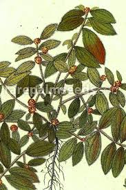 Image result for Euphorbia granulata