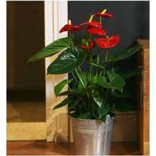 Anthurium Painters Palette Flamingo Flower 7 8 Flowers Decorative Pots Not Included The Tropical Red Flaming Anthurium August Flowers Flamingo Flower