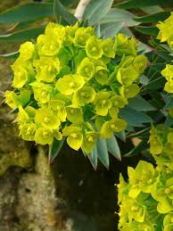I have pulled together a list of some of our favourite with a long flowering period throughout the summer this perennial is useful in several situations; Euphorbia A Plant For All Seasons The Teddington Gardener