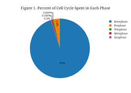 Figure 1 Percent Of Cell Cycle Spent In Each Phase Pie