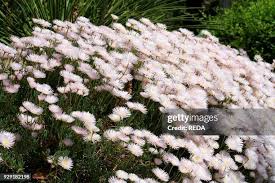 Image result for Lampranthus spp.