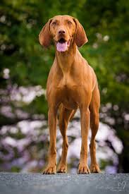 Image result for maďarský krátkosrstý ohař