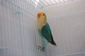 Video ini menjelaskan perbedaan lovebird parblue dan biola parblue, semoga bermanfaat ya #ternaklovebird. Par Blue Fischer S Lovebird Beautiful Colors African Lovebirds Love Birds Bird