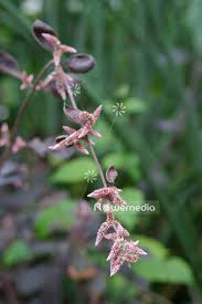 Image result for Aerva