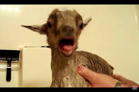 Baby Goat Is Not Happy About Getting His First Bath