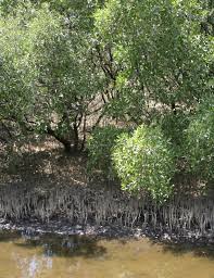 We did not find results for: Avicennia Germinans Wikipedia