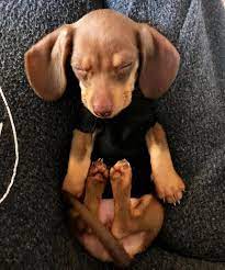 Chocolate And Tan Mini Dachshund Puppy Dachshund Dachshund Puppies Cute Baby Animals Cute Dogs