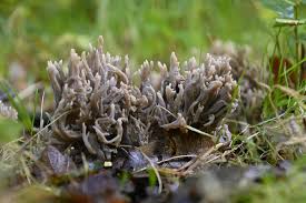 Image result for Clavulina cinerea