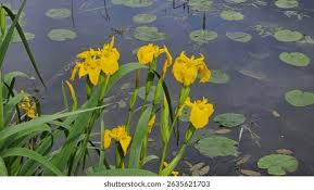Image result for Iris pseudacorus