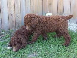 If someone responds to your ad and asks you to go to another. Double Registered Akc Ckc Royal Standard Poodle Puppies In Richlands North Carolina Hoobly Cla Poodle Puppy Standard Poodle Puppies For Sale Poodle Puppy