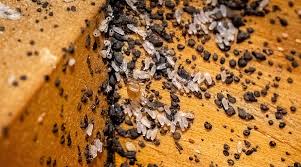 Image result for bed bugs droppings