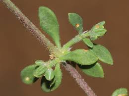 Image result for Polycarpon prostratum