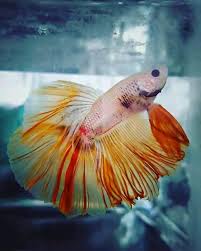 Ikan cupang dumbo ear multicolor trend 2020. Ikan Cupang Halfmoon Home Facebook