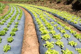 Works well for row crops and hill crops, such as tomatoes, squash, peppers, etc. Vegetable Garden With Plastic Film Stock Image Colourbox