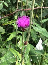 Image result for Cirsium