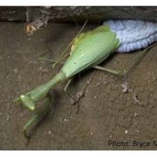 Maybe you would like to learn more about one of these? Pdf Reproductive Ecology And Impact Of The Invasive Praying Mantis Miomantis Caffra