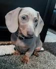 Edwards Extraordinary Dachshunds - Home