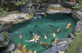 40 gambar kolam ikan minimalis (kolam ikan koi, kolam ikan hias, dan taman kolam ikan). 10 Inspirasi Desain Kolam Koi Minimalis Mau Buat Kolam Ikan Seperti Apa Sih Rumah123 Com