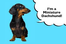 Stricly bred according dtk regulations. What Is The History Of A Dachshund I Love Dachshunds