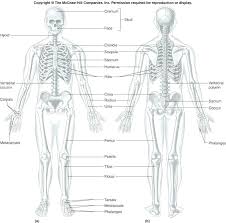 Discover more free science worksheets right here. Anatomy And Physiology Printable Worksheets Coloring Labeling Pdf Download Them Try To Solve Human Body Anatomy Human Anatomy And Physiology Human Anatomy