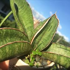 Image result for Sansevieria sinus-simiorum