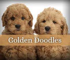 Check spelling or type a new query. Labradoodle Goldendoodle Breeder Southerndoodlin San Antonio Texas