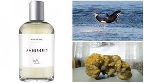 Whale sick is very valuable for perfume manufacturers. Ambergris Whale Vomit That Gives A High Fragrance Steemit