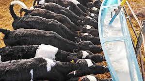 What Are The Benefits Of Milk Replacer For Calf Rearers Farmers Weekly