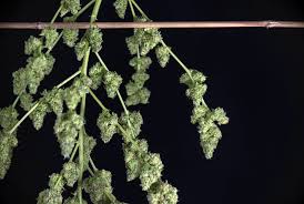 Hanf zählt zu den ältesten nutzpflanzen der erde. Wie Man Cannabispflanzen Erntet Sensi Seeds