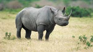 American Black Rhinoceros Fanon Wiki Fandom