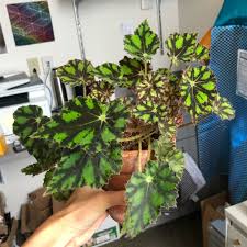 We did not find results for: Begonia Tiger Paws Rhizomatous Begonia Tiger Paws In Gardentags Plant Encyclopedia