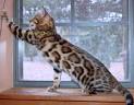 egyptian mau kittens for sale in kentucky Archives ...