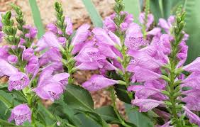 Image result for Physostegia