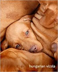 How often should you feed a vizsla puppy? Hungarian Vizsla A Gift Journal For People Who Love Dogs Hungarian Vizsla Puppy Edition So Cute Puppies Volume 11 Todayspetpublishing Baldwin M L 9781494453145 Amazon Com Books