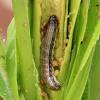 Whorl feeding from corn earworm. 1